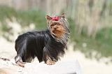 YORKSHIRE TERRIER 038